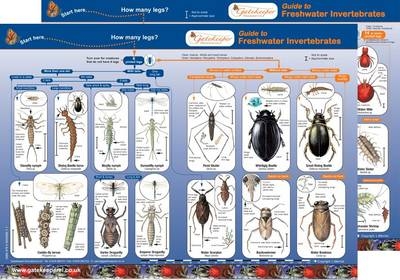 Guide to Freshwater Invertebrates - Lynette Merrick