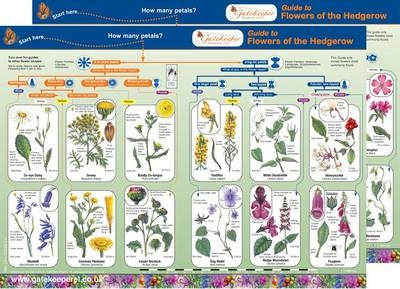 Guide to Flowers of the Hedgerow - Lynette Merrick