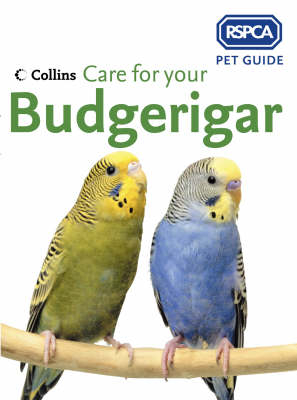 Care for your Budgerigar