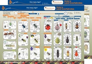 Key to Identifying Land Invertebrates