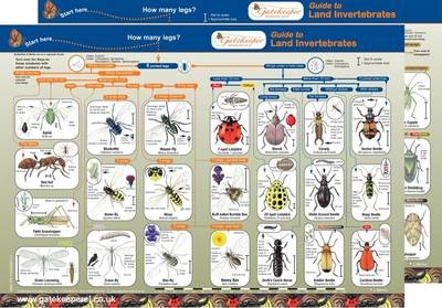 Key to Identifying Land Invertebrates - Lynette Merrick