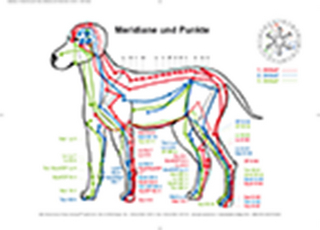 Meridiane und Punkte am Hund