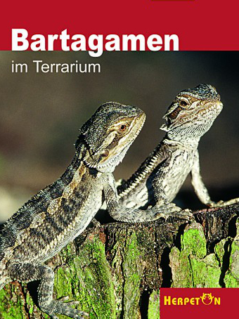 Bartagamen im Terrarium
