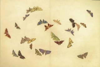 A Flight of Butterflies