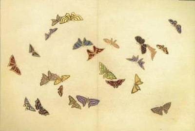 A Flight of Butterflies - Kanzaka Sekka