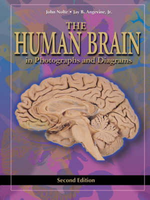 EIC with Animations for the Human Brain