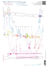 VNS ANS Sympathikus Parasympathikus Neurotransmitter - A3 - Katrin R&auml;tzke