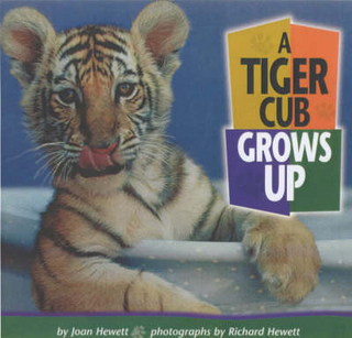 Tiger Cub Grows Up