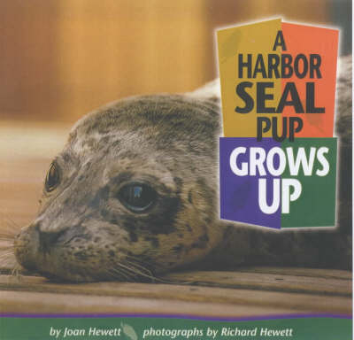 Harbor Seal Pup Grows Up -  Joan Hewett