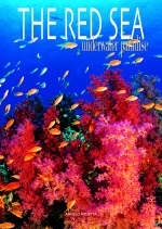 Red Sea and Complete Coral Reef Guide - Angelo Moietta
