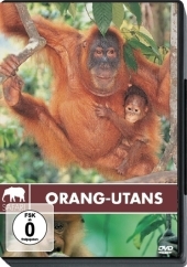 Orang-Utans, 1 DVD