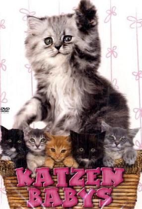 Katzenbabys, 1 DVD