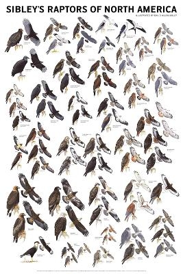 Sibley's Raptors of North America