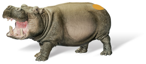 tiptoi&reg; Flusspferd