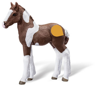 tiptoi® Barockpinto Fohlen