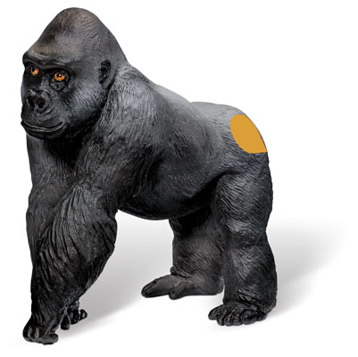 tiptoi&reg; Gorilla M&auml;nnchen