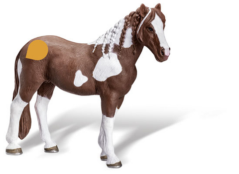 tiptoi&reg; Barockpinto Stute