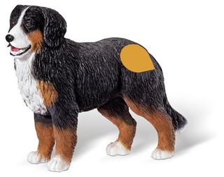 tiptoi® Berner Sennenhund