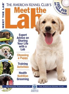 Meet the Lab -  American Kennel Club