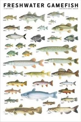 Freshwater Gamefish of North America Poster
