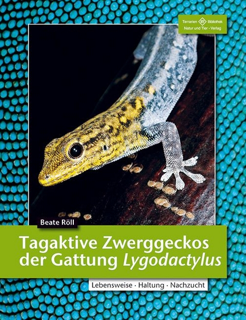 Tagaktive Zwerggeckos der Gattung Lygodactylus - Beate R&ouml;ll