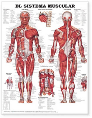 The Muscular System Anatomical Chart in Spanish (El Sistema Muscular)