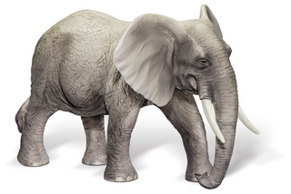 tiptoi® Afrikanischer Elefantenbulle