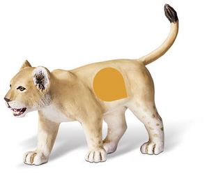 tiptoi® Löwenjunges