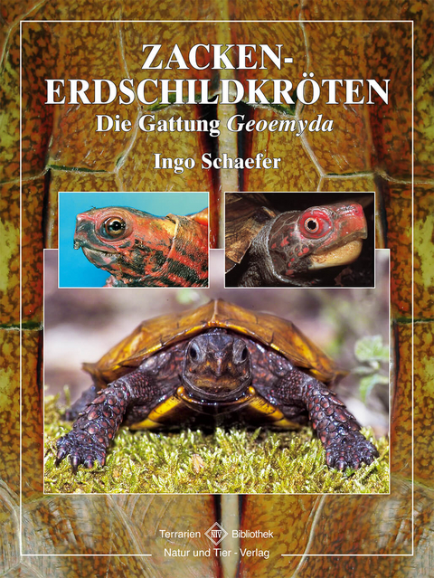 Zacken-Erdschildkr&ouml;ten - Ingo Schaefer