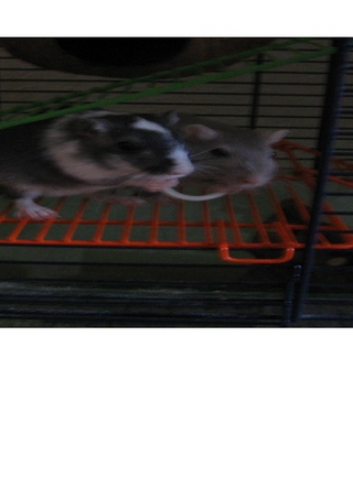 Meine Rennmäuse und ich