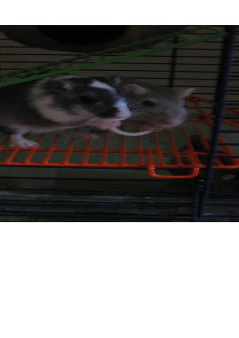 Meine Rennm&auml;use und ich - Sylvia S.