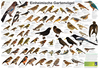 Einheimische Gartenvögel