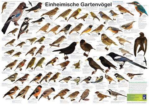 Einheimische Gartenv&ouml;gel - F W Welter-Schultes, F Wieland