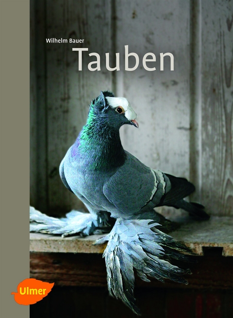 Tauben - Wilhelm Bauer