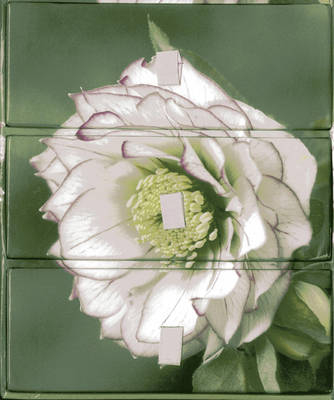 Three-drawer Card Box 60 Gift Cards and Envelopes: Flower Portraits -  Peony Press