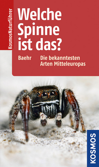 Welche Spinne ist das?