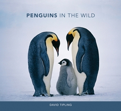 Penguins in the Wild - David Tipling