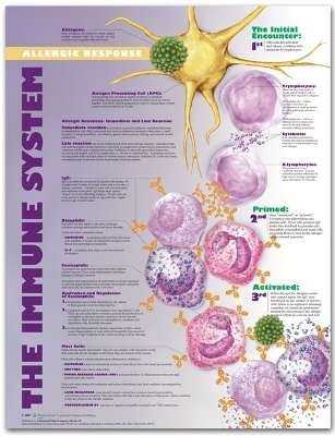 The Immune System: Allergic Response Anatomical Chart