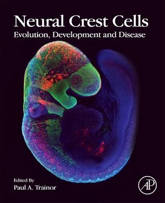 Neural Crest Cells - 