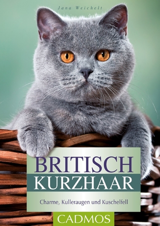 Britisch Kurzhaar