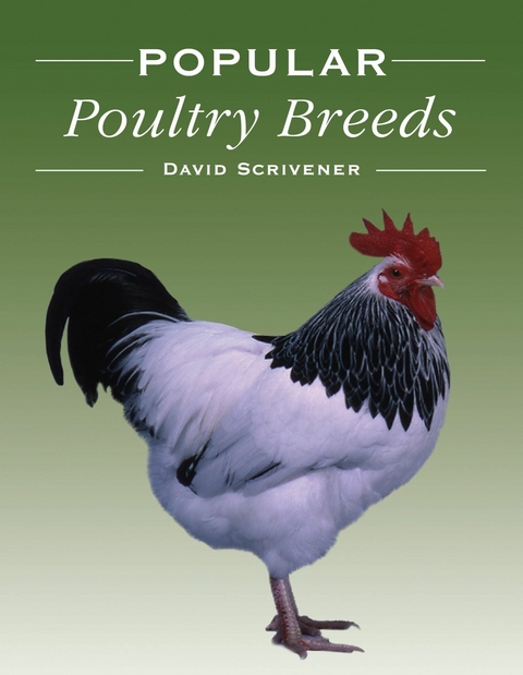 Popular Poultry Breeds -  David Scrivener