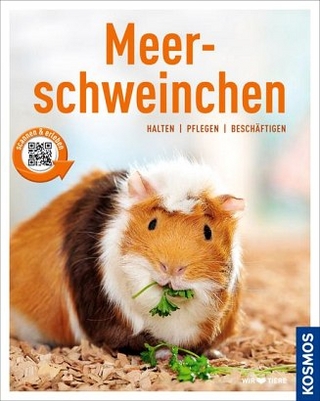 Meerschweinchen