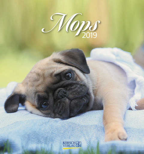 Mops (PK) 234019 2019