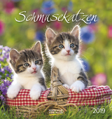 Schmusekatzen (PK) 233719 2019