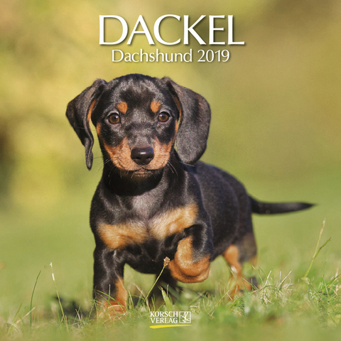 Dackel (BK) 226219 2019