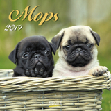 Mops (BK) 227319 2019