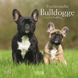 Franz&ouml;sische Bulldogge (BK) 226119 2019