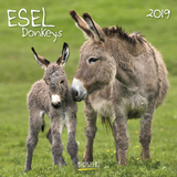 Esel (BK) 227419 2019