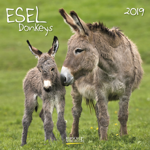 Esel (BK) 227419 2019