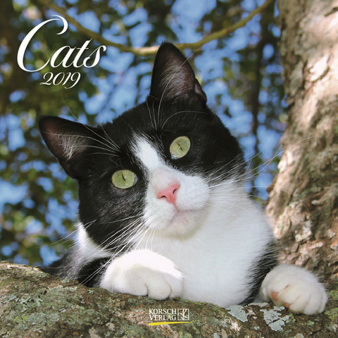 Cats (BK) 224819 2019